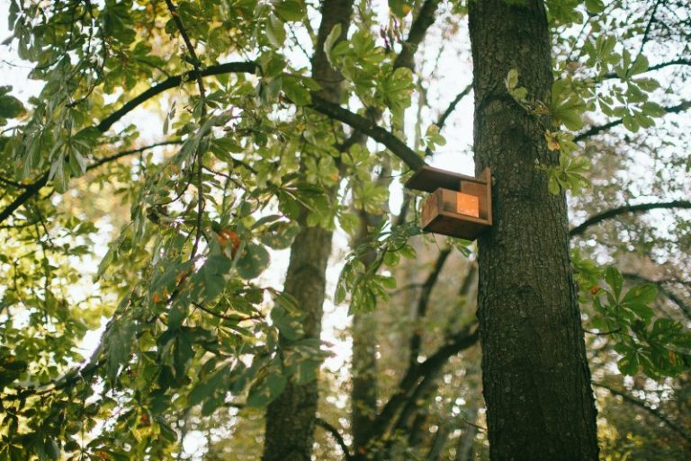 Kviečiame kartu paminėti Pasaulinę paukščių dieną!
