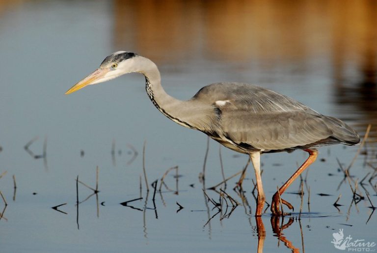 Pilkasis garnys – 2015 metų paukštis: perinčios populiacijos inventorizacijos metodikos