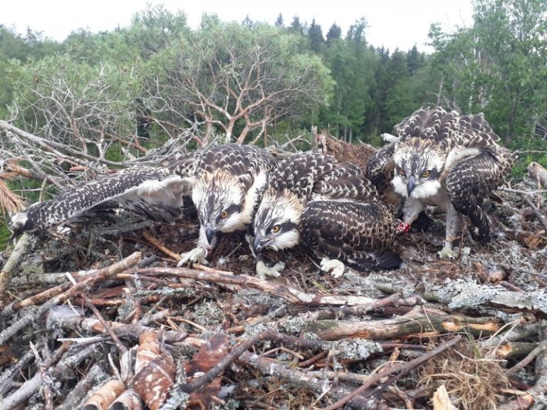 Jūsų parama svarbi Lietuvos paukščiams – skirkite 1,2 proc. GPM Lietuvos ornitologų draugijos iniciatyvoms!