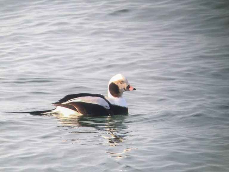 Savaitgalį vyko paskutinieji “4P 2017” mokymai