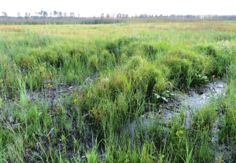 Tyrulių pelkė tikrai atsikuria