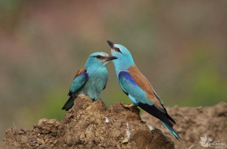 Kviečiame į „Žalią varną 2015”