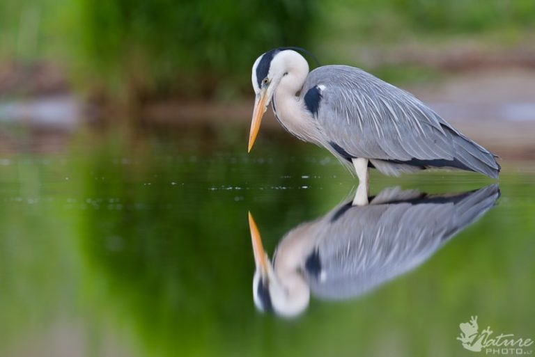 Pilkasis garnys – 2015 metų paukštis