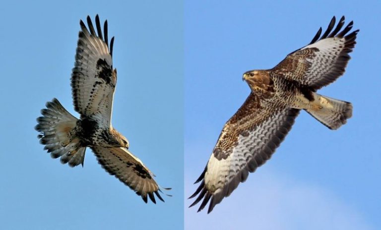 2016-2017 metų žiemos paukštis – suopis (Buteo spp.)