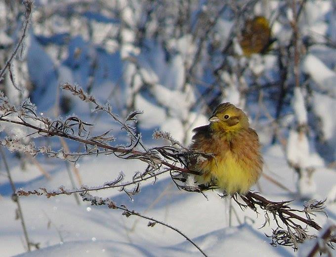 Treniruotė prieš Kalėdinį maratoną – „Trumpiausia 2016 metų diena”!
