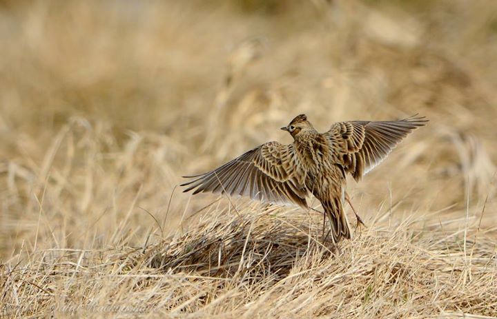 Renkami paukščių fenologinių stebėjimų duomenys