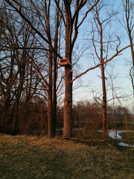14 naujų inkilų šikšnosparniams Natuzijaus šikšniukui ir paprastajam pelėsakaliui
