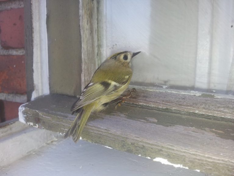 Paukščio gyvybę išsaugoti gali lipdukas