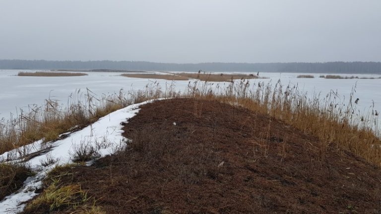 Sausio ir vasario mėnesį vyksta žuvėdroms tinkamų buveinių tvarkymo darbai