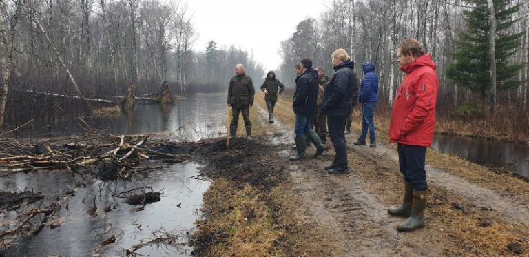Gelbstint Svencelės pelkę