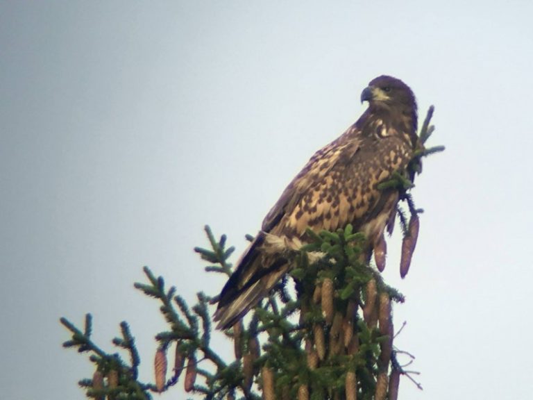 Šeštųjų 4P mokymų tema – tilvikiniai ir plėšrieji paukščiai