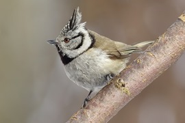 Kalėdinis paukščių stebėjimo maratonas 2014