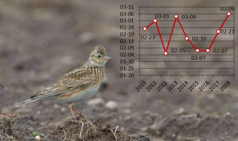 Pagaliau sugrįžo vieversiai!