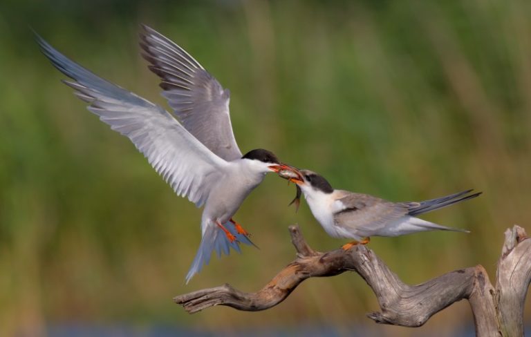 Ar gerai pažįsti žuvėdras? Išbandyk mobiliąją programėlę LifeTerns!