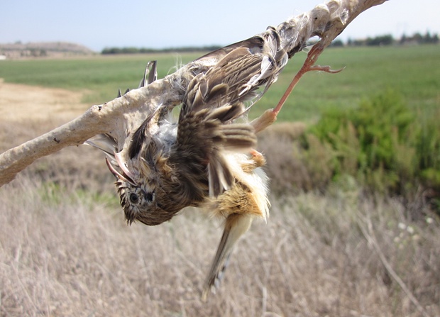 Prancūzijoje nelegaliai žudomi paukščiai. Pasakykime NE barbarizmui Prancūzijoje