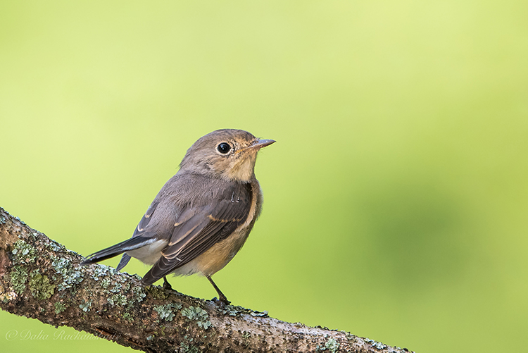 Mažoji musinukė – 2024 metų paukštis