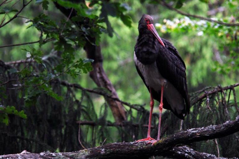 2 proc. skirkite paukščių apsaugai