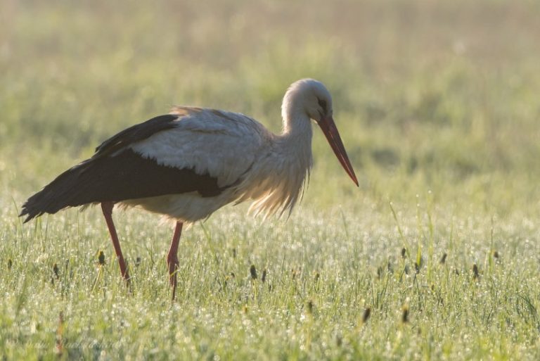 Gandrų sugrįžimo diena: ar mūsų nacionalinis paukštis vis dar klesti Lietuvos padangėje?