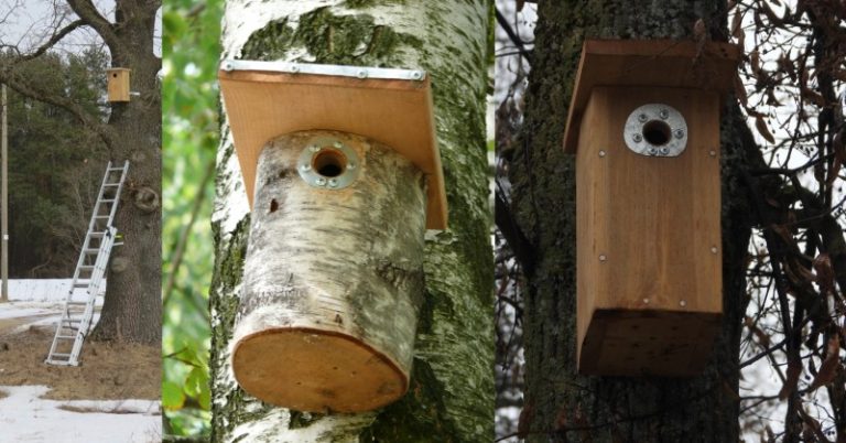 Kviečiame į inkilų valymo talką!