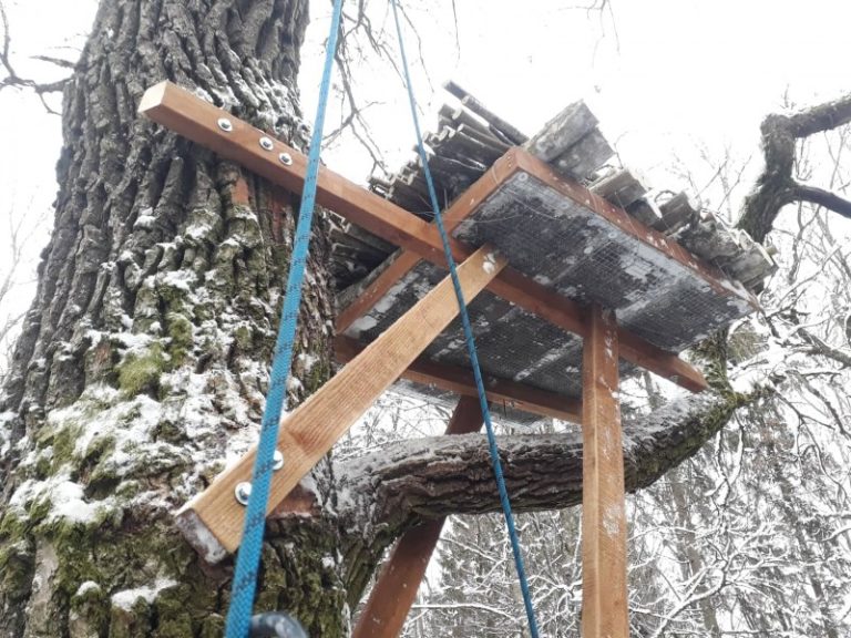 Nauji lizdai lauks sugrįžtančių juodųjų gandrų