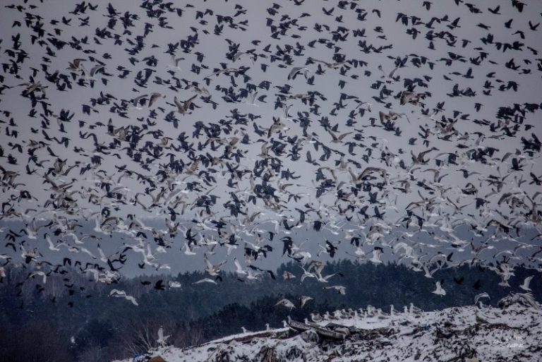Praėjusį savaitgalį Kaune vyko 4P mokymai skirti kirų pažinimui