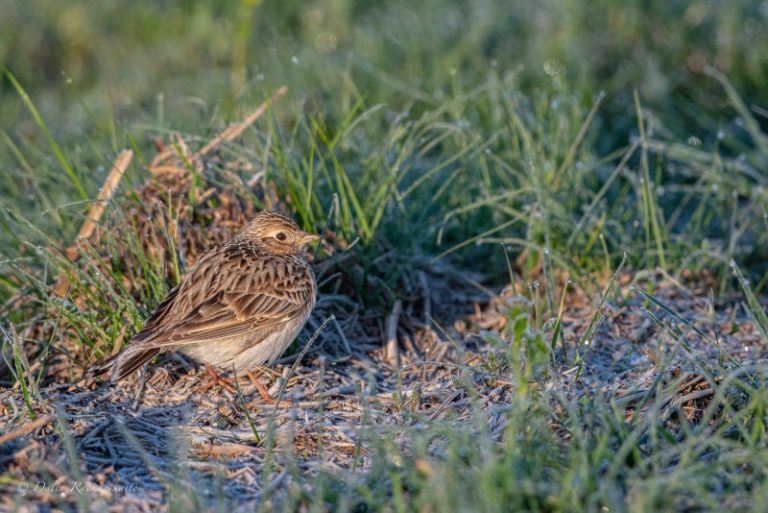 Vasario 24-oji – vieversio diena