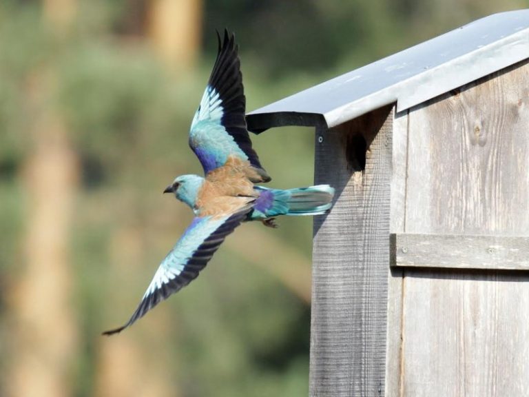 Kviečiame į renginį „Žalia varna 2017“ (atnaujinta)