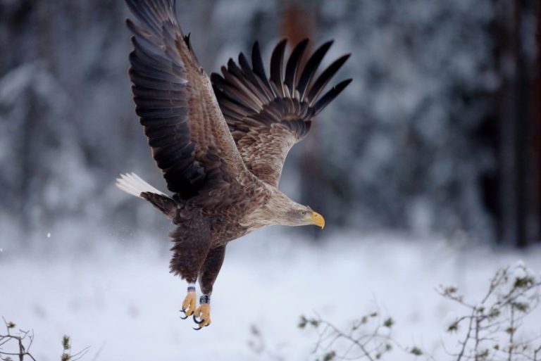 2019–2020 metų žiemos akcija – jūrinis erelis (Haliaeetus albicilla)