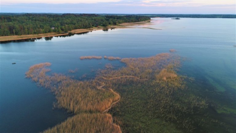Utenos rajone vykdomi perinčių paukščių paplitimo tyrimai
