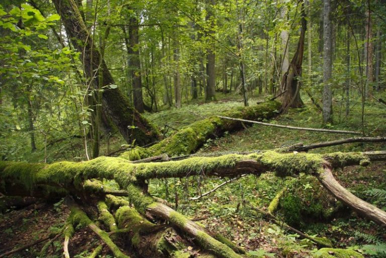 Kviečiame pasirašyti peticiją „PUNIOS ŠILAS – PADĖKITE GELBĖTI!”
