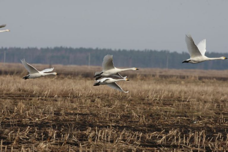 Gruodžio 14-15 d. kviečiame skaičiuoti mažąsias gulbes