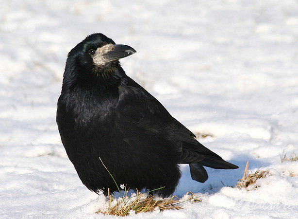 Kovo 4 d. – Kovarnių diena. Ar sugrįžo kovai?