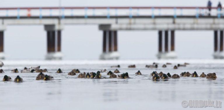 Žiemojančių vandens paukščių apskaitos 2018-2019 žiemą