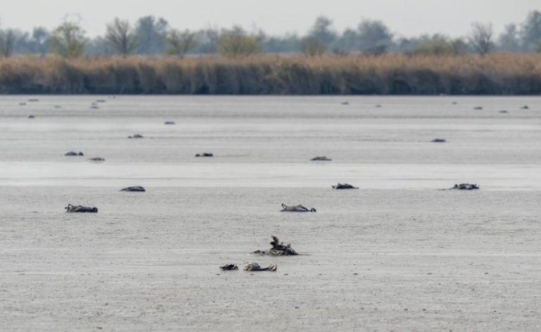 Paukščių gripas kirto Vengrijoje žiemojančioms gervėms