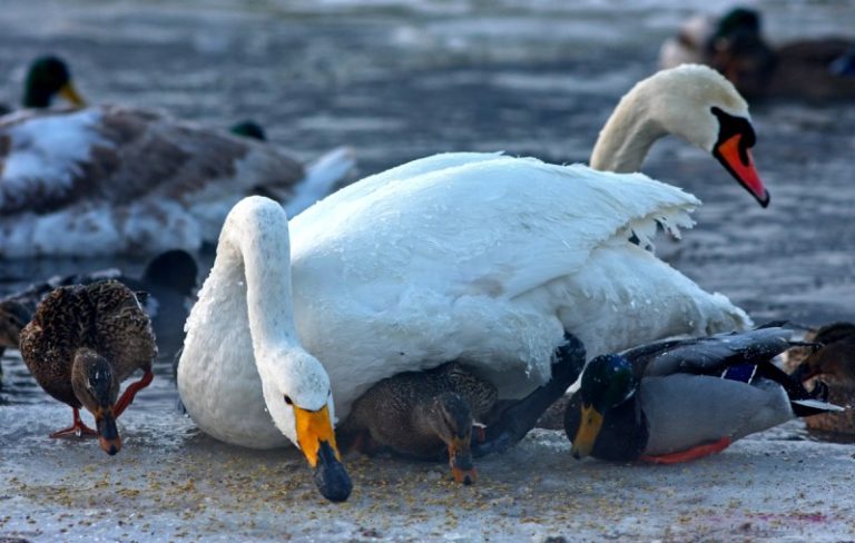 Vandens paukščiams šią žiemą planuojama sulesinti apie 8 tonas grūdų