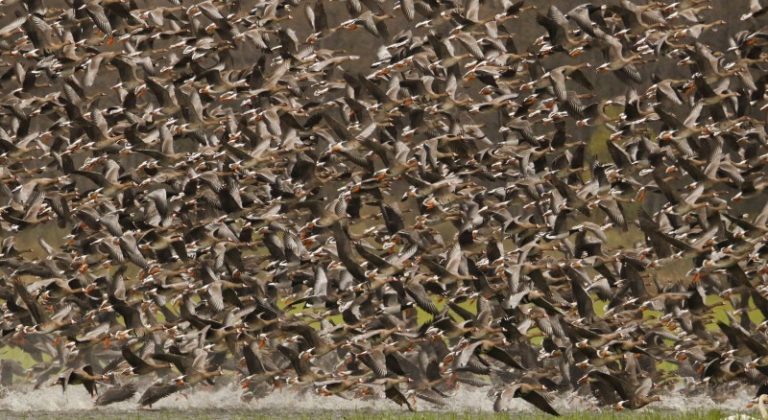 Prasideda aktyvus žąsų migracijos metas.