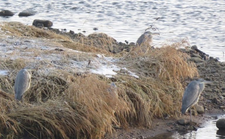 Žurnalo „Paukščiai“ redakcinė kolegija tradiciškai skelbia žiemos paukščio akciją!