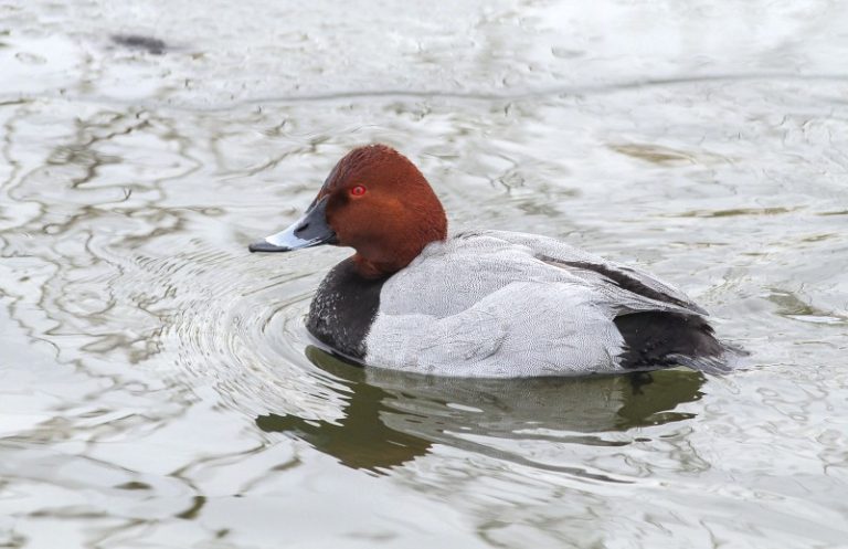 Rudagalvė antis – 2022 metų paukštis