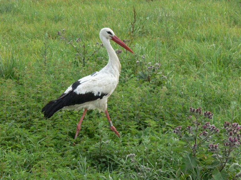 Pirmą kartą Lietuvoje pradėti baltųjų gandrų telemetriniai tyrimai