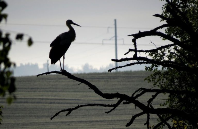 Daugelis gandrų Lietuvoje nesulauks Šv. Baltramiejaus dienos