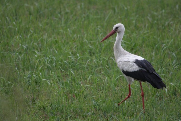 Tarptautinis projektas „Spring Alive“ startuoja! Kviečiame registruoti pirmuosius sugrįžusius paukščius