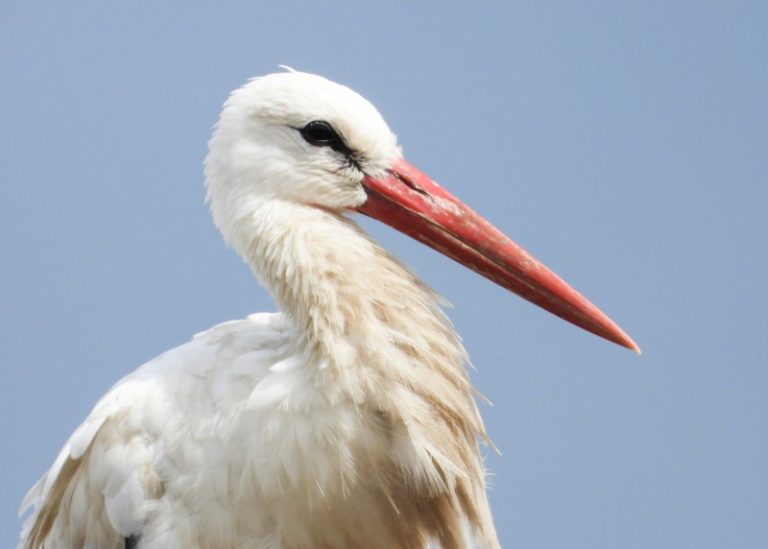 Kovo 25-oji – Gandrinės, Blovieščiai