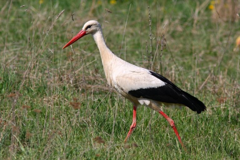Per Šv. Baltramiejų šiemet nebematysime gausių baltųjų gandrų būrių