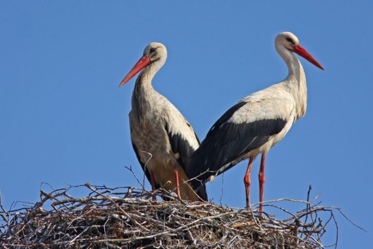 Artėja Šv. Baltramėjus – gandrų išskridimo diena: kaip padėti žmonių užaugintiems gandriukams patiems išskristi į pietus