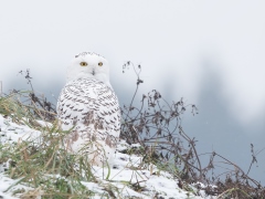 Lietuvą aplankė reta viešnia iš šiaurės