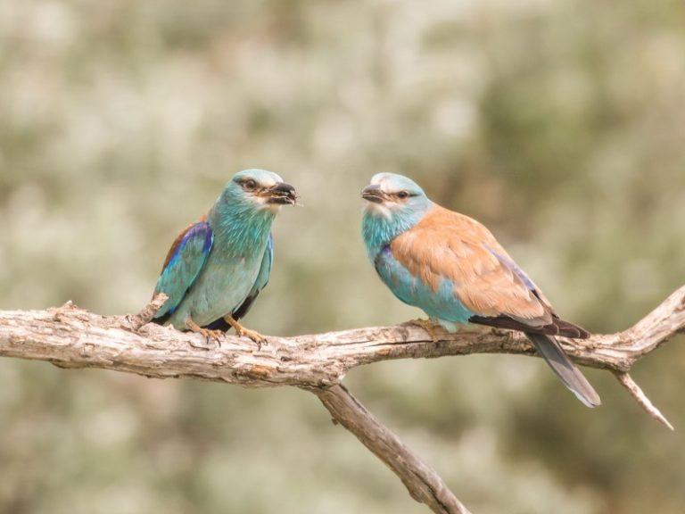 Kviečiame į renginį „Žalia varna 2021“