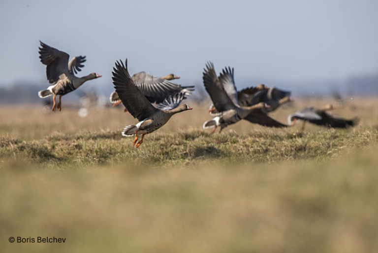 Prasidėjus mažųjų žąsų migracijai, LOD vykdo jų monitoringą