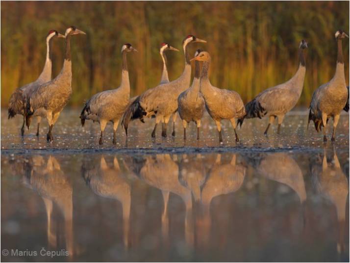 Europoje minima „Žalioji savaitė“