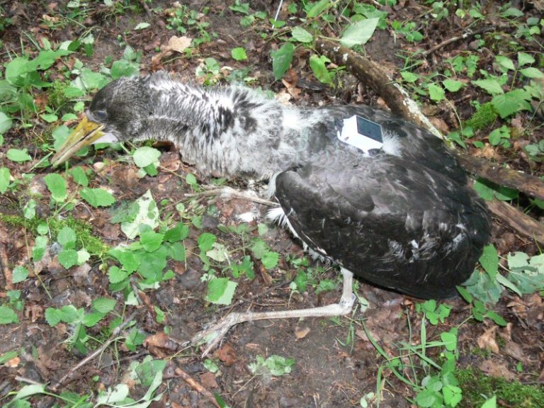 Juodųjų gandrų telemetriniai tyrimai Lietuvoje