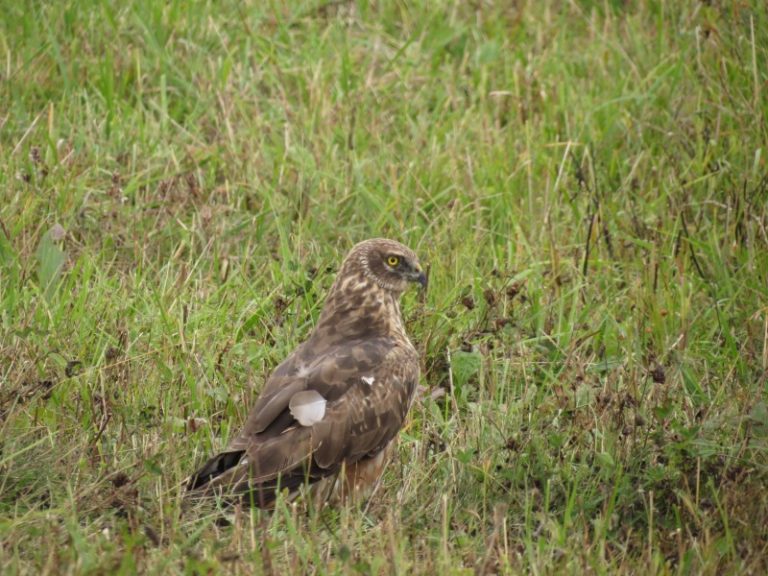 Pasitinkame grįžtančius plėšriuosius